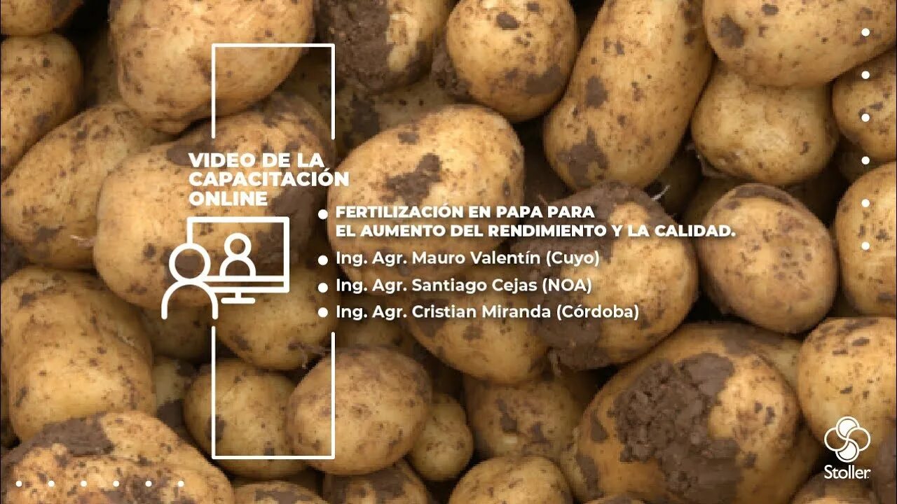Гала картофель купить описание сорта фото отзывы. Сорт картофеля Гала. Сорт Гала картофель семена. Картофель Адретта. Картофель Гала фото.