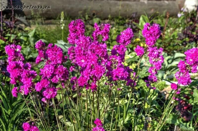 Смолка цветок многолетник. Лихнис Смолка. Смолка Вискария. Лихнис Вискария. Смолка махровая многолетник.