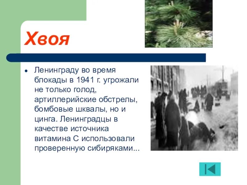 Напиток из хвои в блокадном ленинграде. Хвойный настой блокадного ленинграда. хвойный напиток в блокаду. хвоя в блокадном ленинграде. хвойный отвар в блокадном ленинграде.