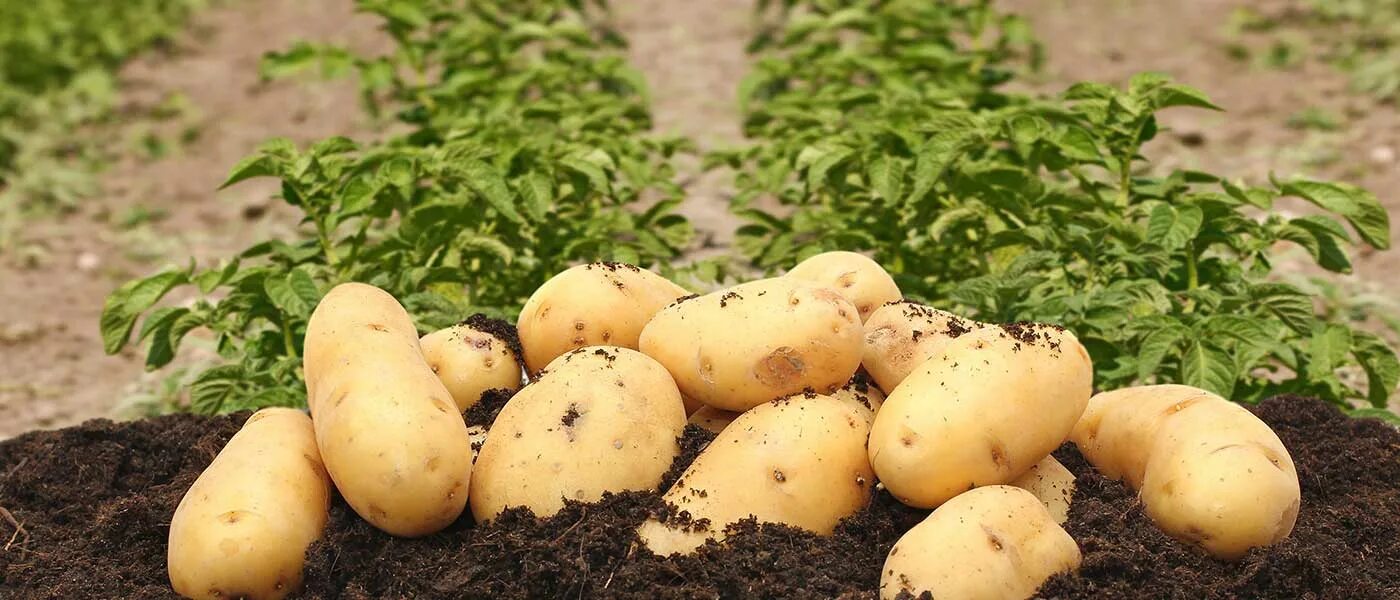 Сорт картофеля Бельмондо. Картошка растет. Сорт картофеля сказка. Сорт картошки сказка характеристики.