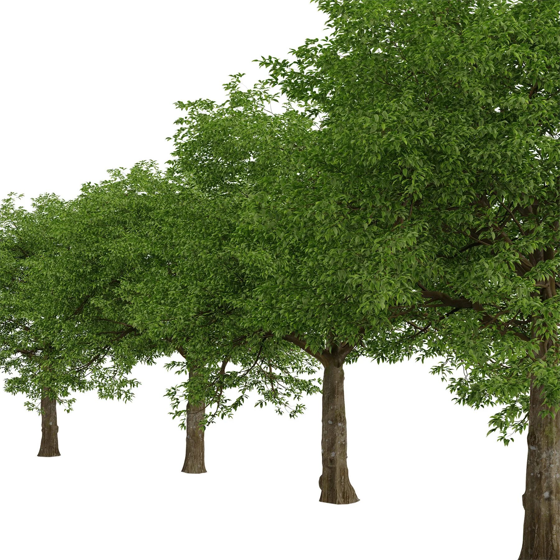 Carpinus caroliniana. Граб Каролинский. Дерево 01. Граб дерево на сером фоне. 1 июля дерево