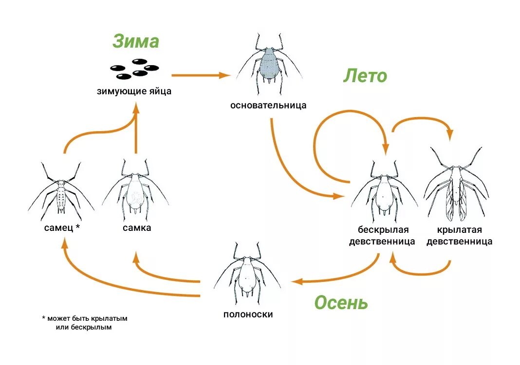 Внешнее строение тли. Тля схема. Зеленая яблонная тля имаго. Внешнее строение тли. Тля рисунок.