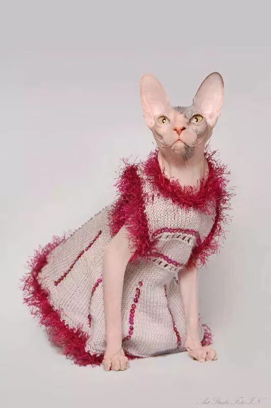 донской сфинкс в одежде. одежда для сфинксов. одежда для сфинксов девочек. одежда для сфинксов. сфинкс в костюме.