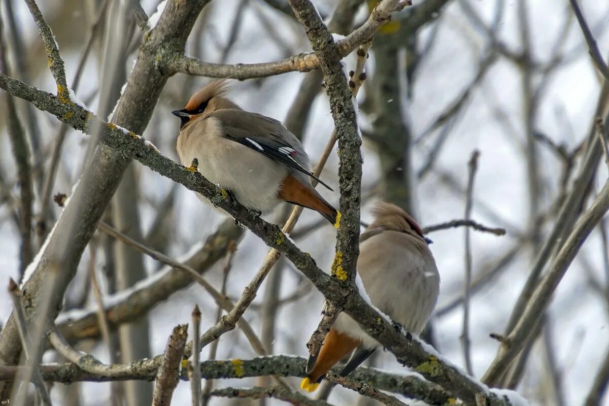 ачинск свиристели. свиристели прилетели в киров. птицы нижегородской области которые прилетают зимой в город. зимующие птицы. свиристель стихи для детей.