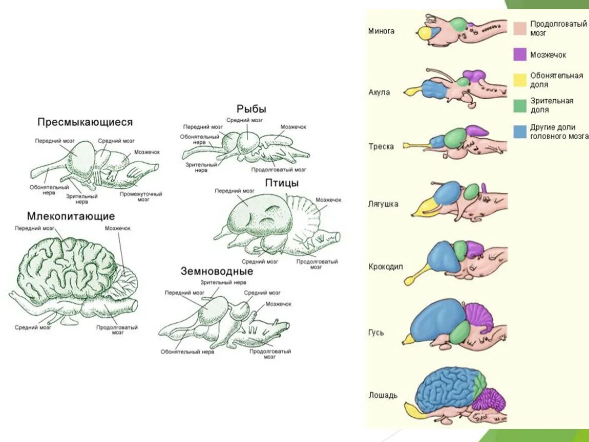 Мозг амфибий и рептилий. Схема развития головного мозга позвоночных. Мозг млекопитающих строение ЕГЭ. Строение головного мозга хордовых. Строение головного мозга сравнение.