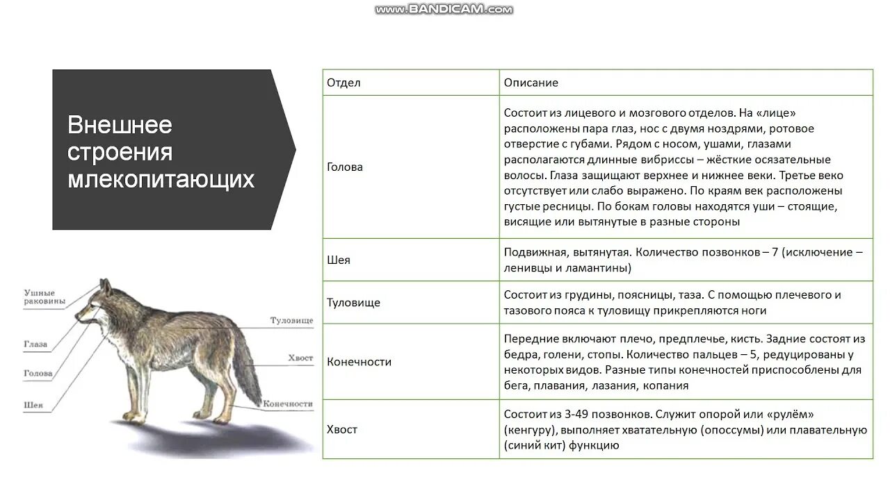 Особенности внешнего строения зверей