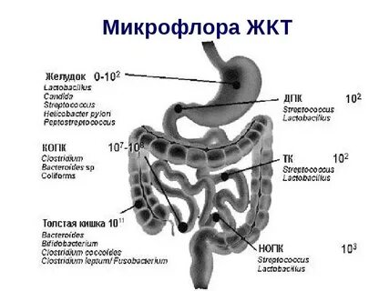 Микрофлора желудка