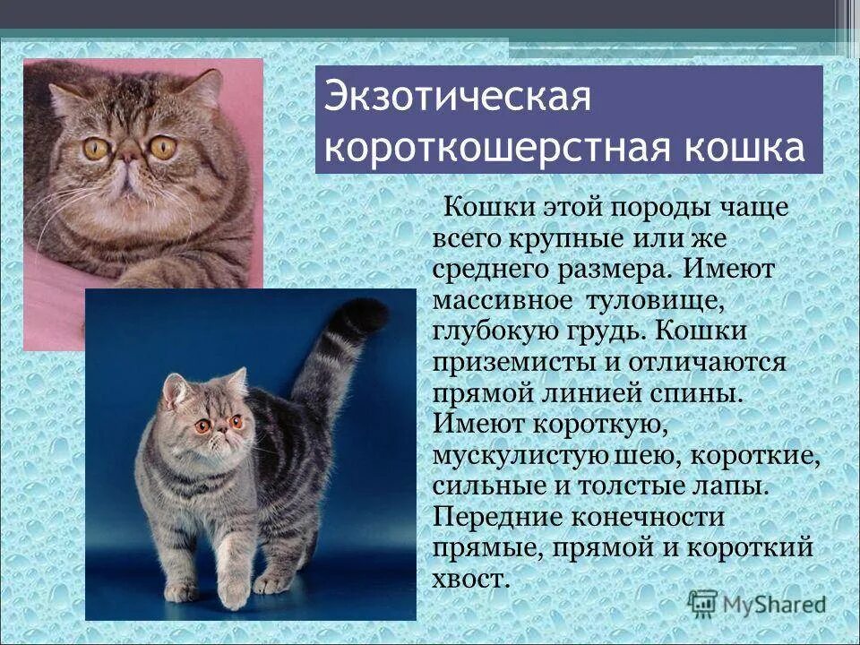 Породы кошек характеристики. Европейская кошка короткошерстная характер. Британская короткошёрстная кошка характеристика. Кот Европейский короткошерстная характеристика. Британская короткошёрстная кошка основные сведения.