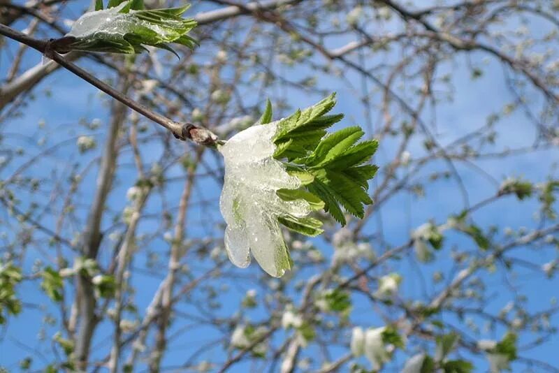 Верба в сибири. Весенние картинки. Вена зима. Апрель природа. Апрель природа.