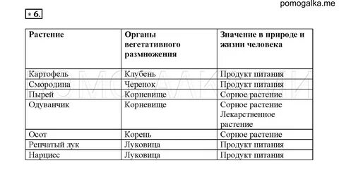 Таблица по биологии 6 класс вегетативное размножение