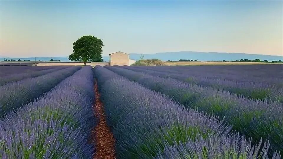 Лавандовые поля в провансе франция. Абрау дюрсо лавандовые поля. Лаванда нормандия. Прованс песнь. Лавандовые поля кристиан жекель.