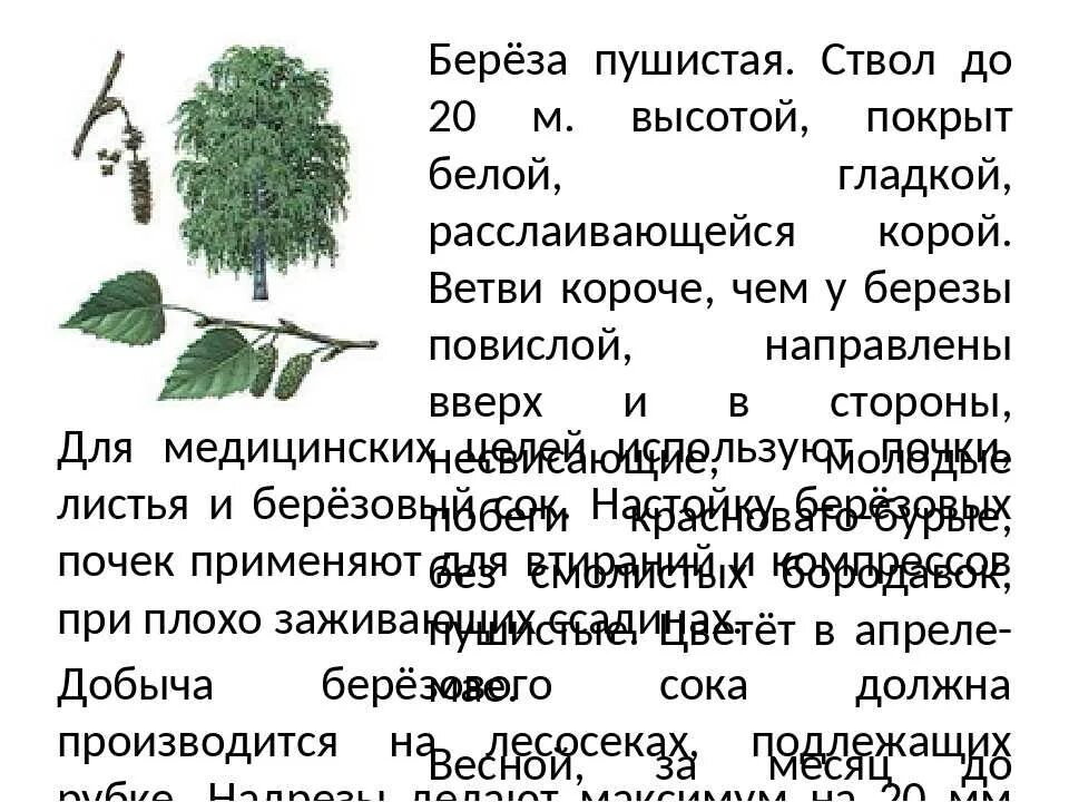 Как распознать березу. Как распознать березу