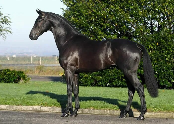 755) Twitter Horses, Beautiful horses, Most beautiful horses