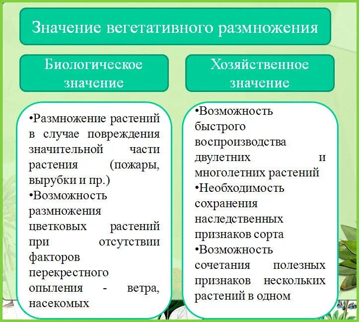 Что означает вегетативный. Биологическое значение вегетативного размножения растений. Хозяйственное значение вегетативного размножения. Вегетативное размножение в природе. Биологическое и хозяйственное значение вегетативного размножения.