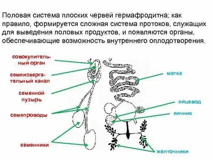 Половая плоских червей