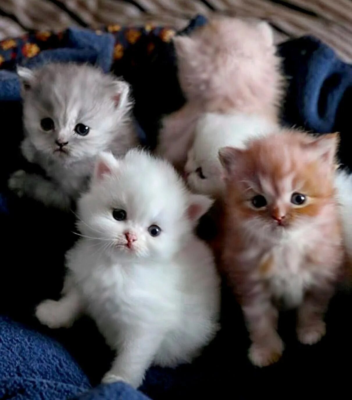 Пушистые котята. Неуклюжий котенок. Кошек пожалуйста. Покажи нам кошек. Котята.