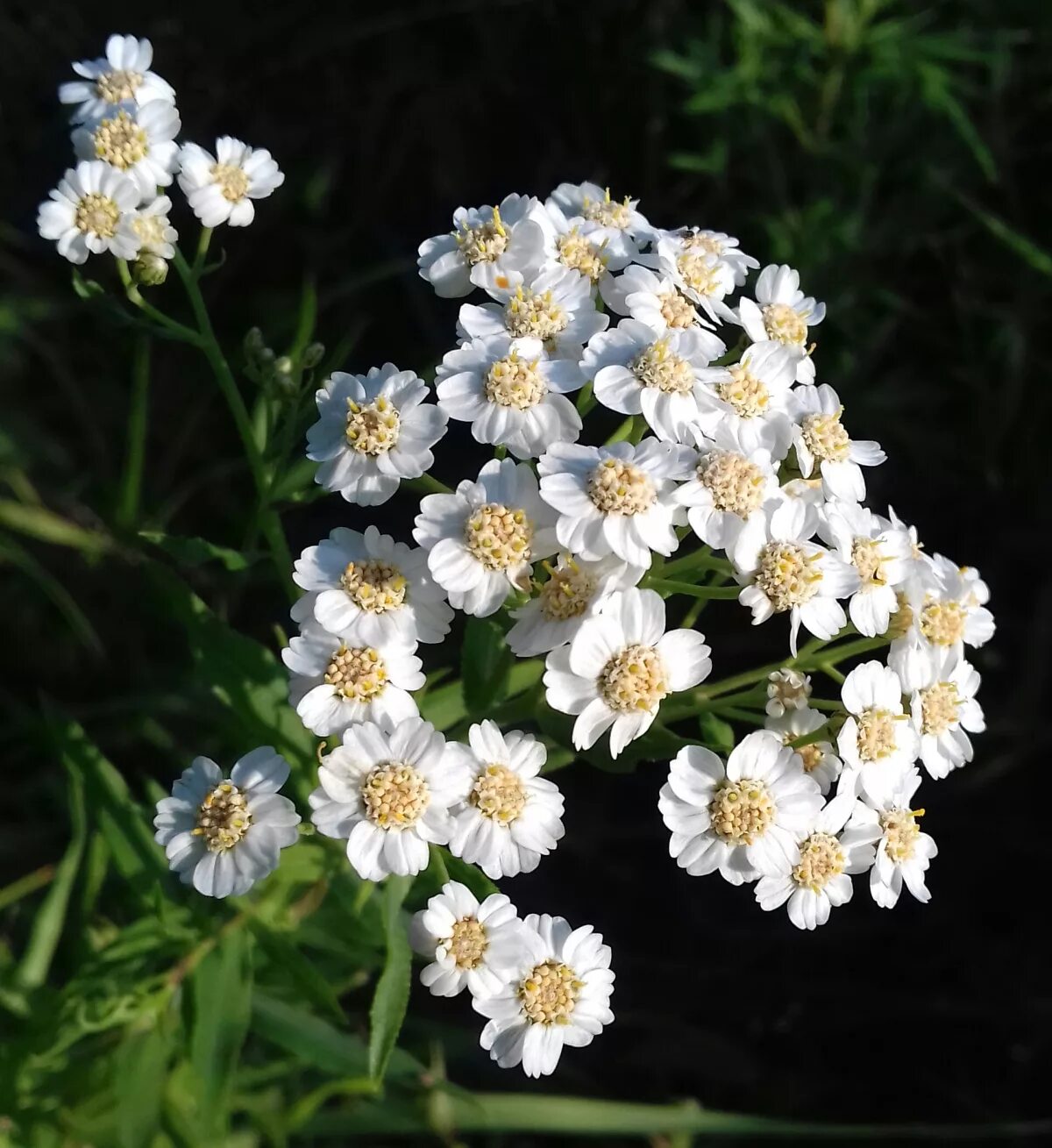 Ноги белый цветок. Тысячелистник птармика (Achillea ptarmica). Тысячелистник Ахиллея. Тысячелистник птармика Жемчужница. Тысячелистник птармика жемчуг.