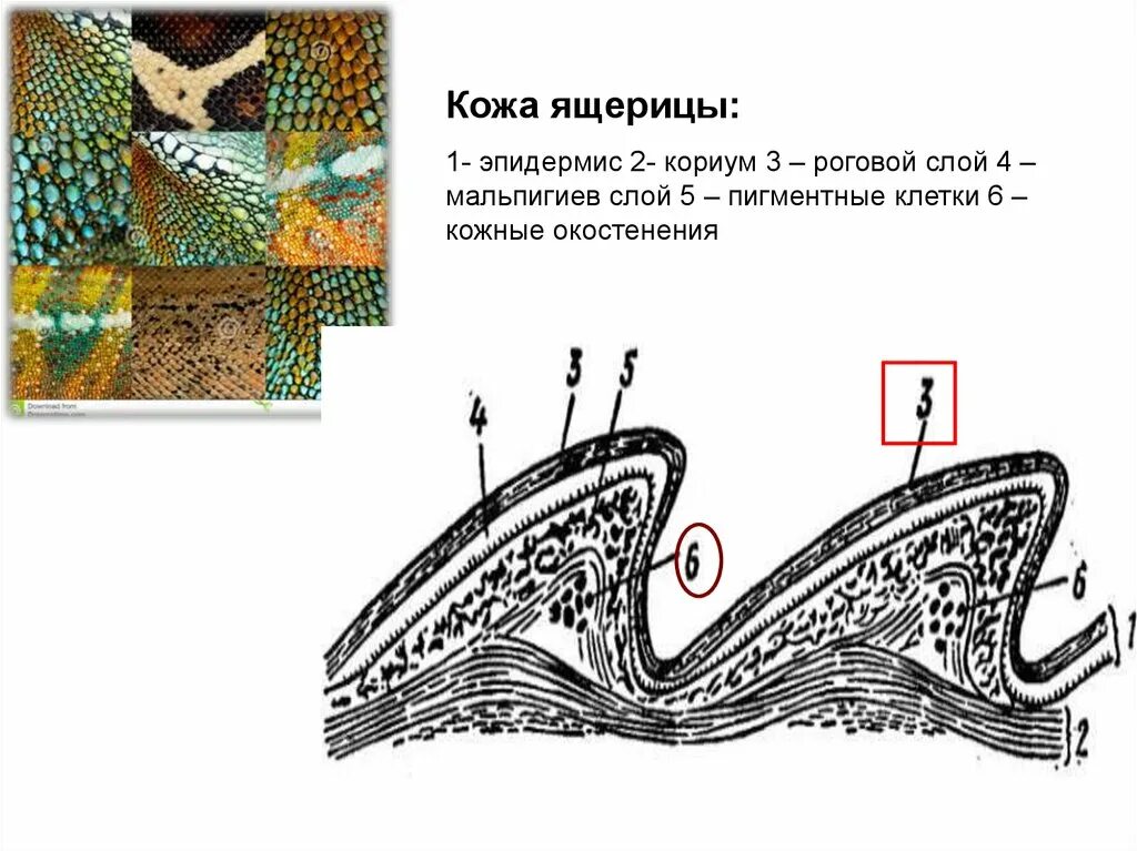 Класс пресмыкающиеся кожные покровы. У кого впервые появился роговой покров. Кожный покров крокодила. Класс пресмыкающиеся кожные покровы. Пресмвкающие леса.