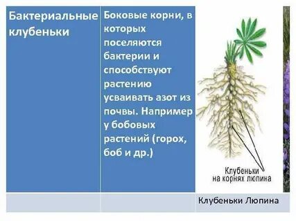 Обеспечивают растения азотом клубеньковые