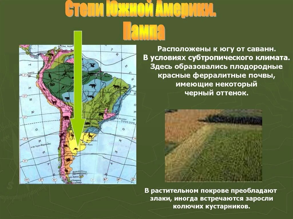 Выберите природные зоны южной америки. Зона Южной Америки пампа. Природные зоны Южной Америки. Карта природных зон Южной Америки. Природные зоны Южной Америки 7 класс.