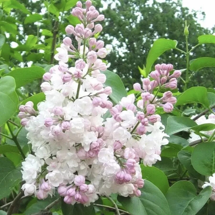 Сирень обыкновенная красавица Москвы. Сирень красавица Москвы Syringa красавица Москвы. Сирень обыкновенная Krasawica Moskwy. Сирень красавица Москвы куст.