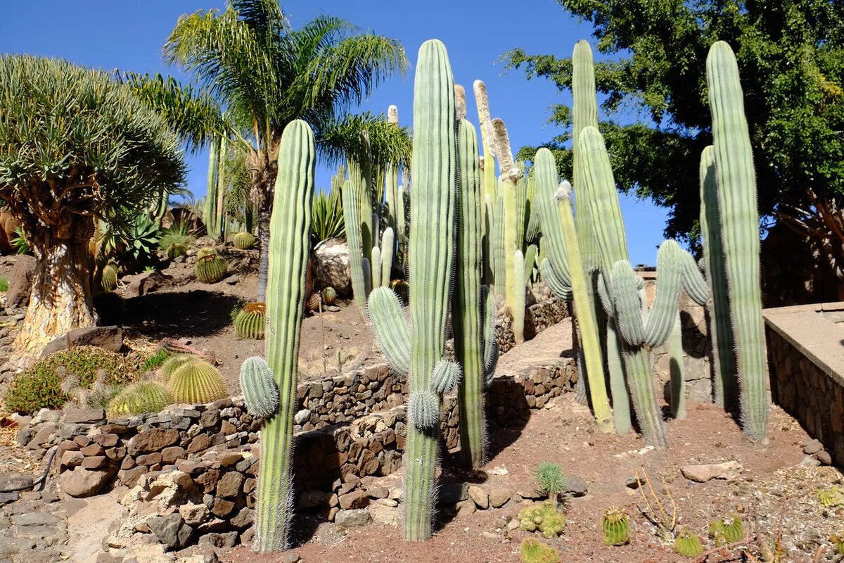 Mexican cactus. Мексика кактусы Сагуаро. Кактус опунция в Египте. Аризона кактусы. Кардон Кактус Мексика.
