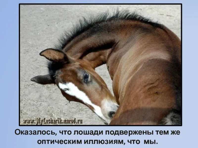 Очень давно человек сделал лошадь домашним животным. Что делает лошадка. мир между конских ушей лошадь с ирокезом. лошадь в мире человека. лёгкие лошади фото.