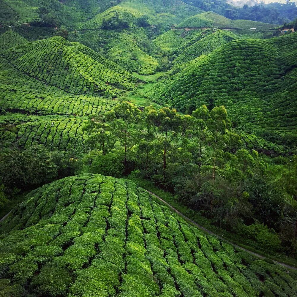 Виды плантаций. Чайная плантация Куала Лумпур. Национальный парк Таман-Негара, Малайзия. Хиккадува чайные плантации. Чайные плантации Малайзия.