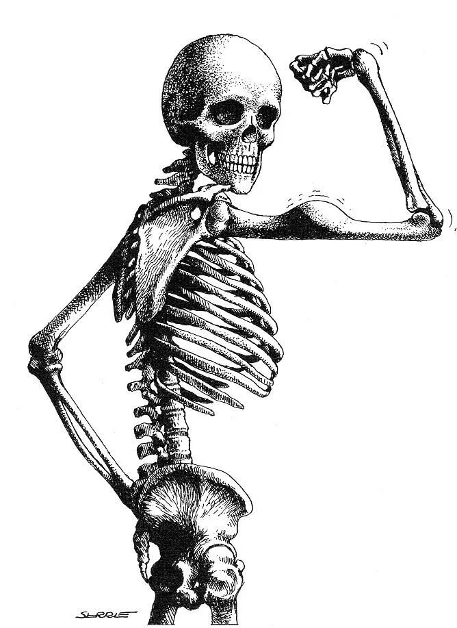 Bone art. Женский скелет. Человеческий скелет. Женский и мужской скелет. Скелет на белом фоне.