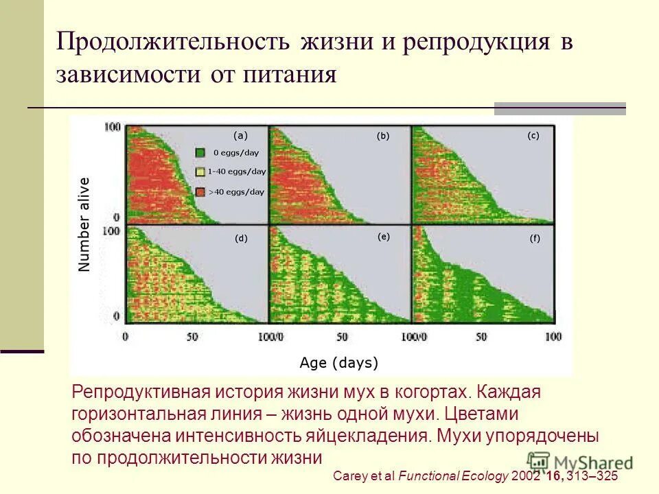 Срок жизни проекта