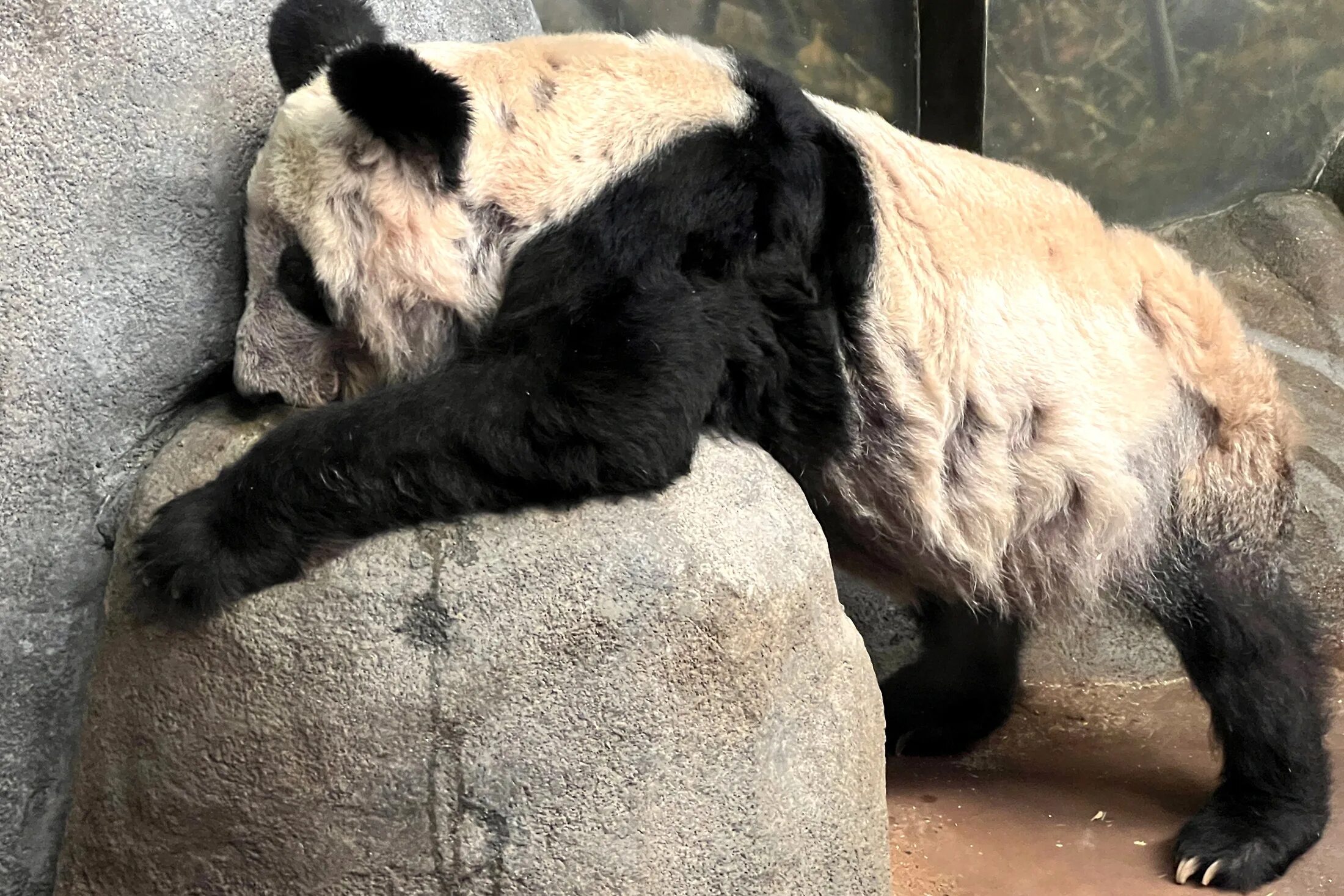 Панд забрали из сша. Панд забрали из сша. Панд забрали из сша. Панд забрали из сша. Панд забрали из сша.