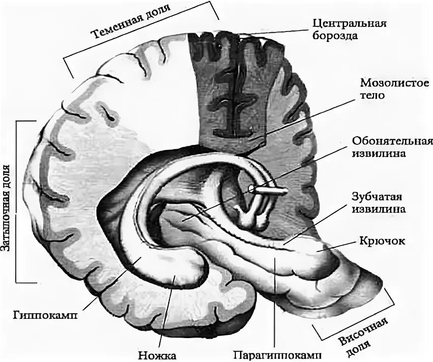Свод 21. Зубчатая извилина гиппокампа. Борозда гиппокампа. Крючок парагиппокампальной извилины. Свод мозга.