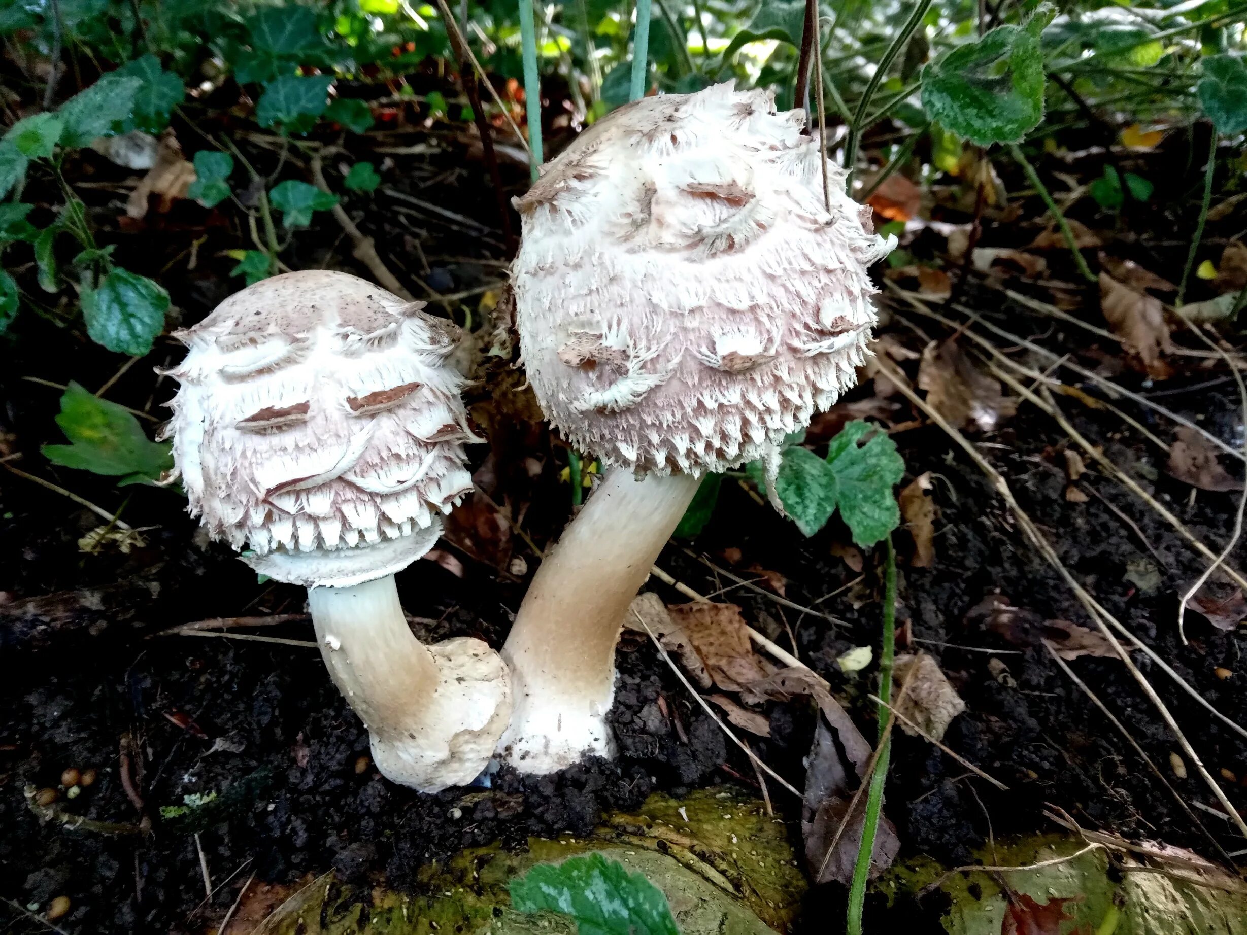 Гриб зонтик ядовитый поганка. Гриб-зонтик девичий (macrolepiota puellaris). Гриб-зонтик пёстрый ложный. Гриб-зонтик пёстрый съедобные. Гриб-зонтик съедобный и несъедобный.