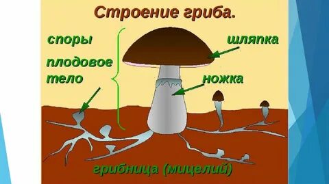 Грибки 5 5