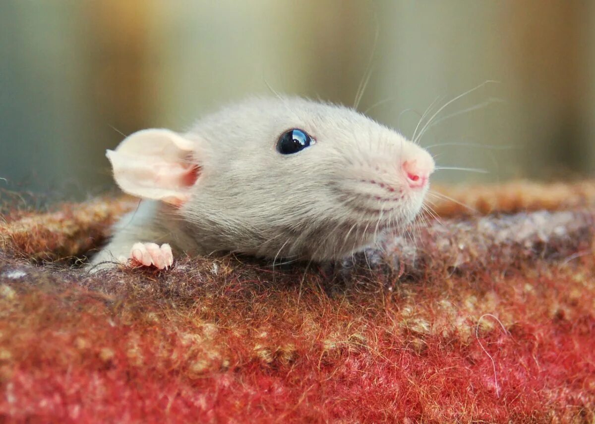 Милые крысы. Лабораторные мыши. Крыски лабораторные. Декоративные мыши. Мышь мило