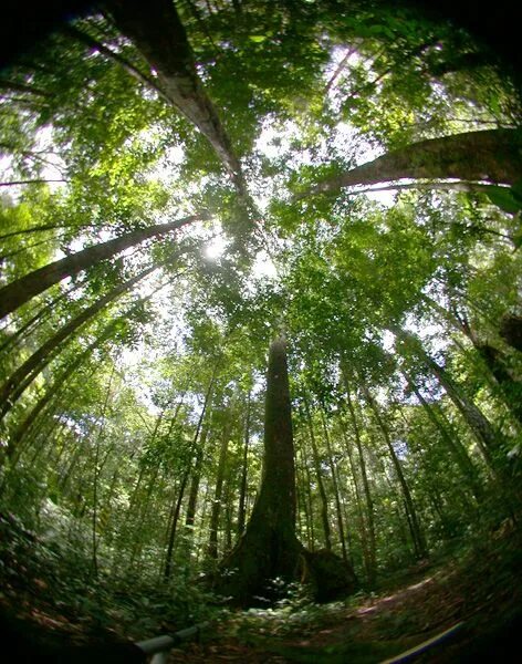 Лес очищает воздух. Деревья очищают воздух. Forest Canopy. Очищение воздуха деревьями. Деревья лучше очищающие воздух