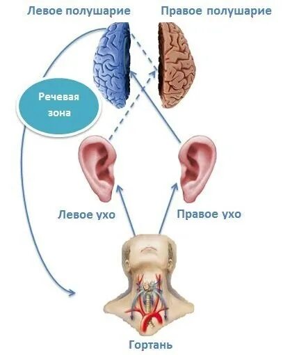 Правое ухо центр
