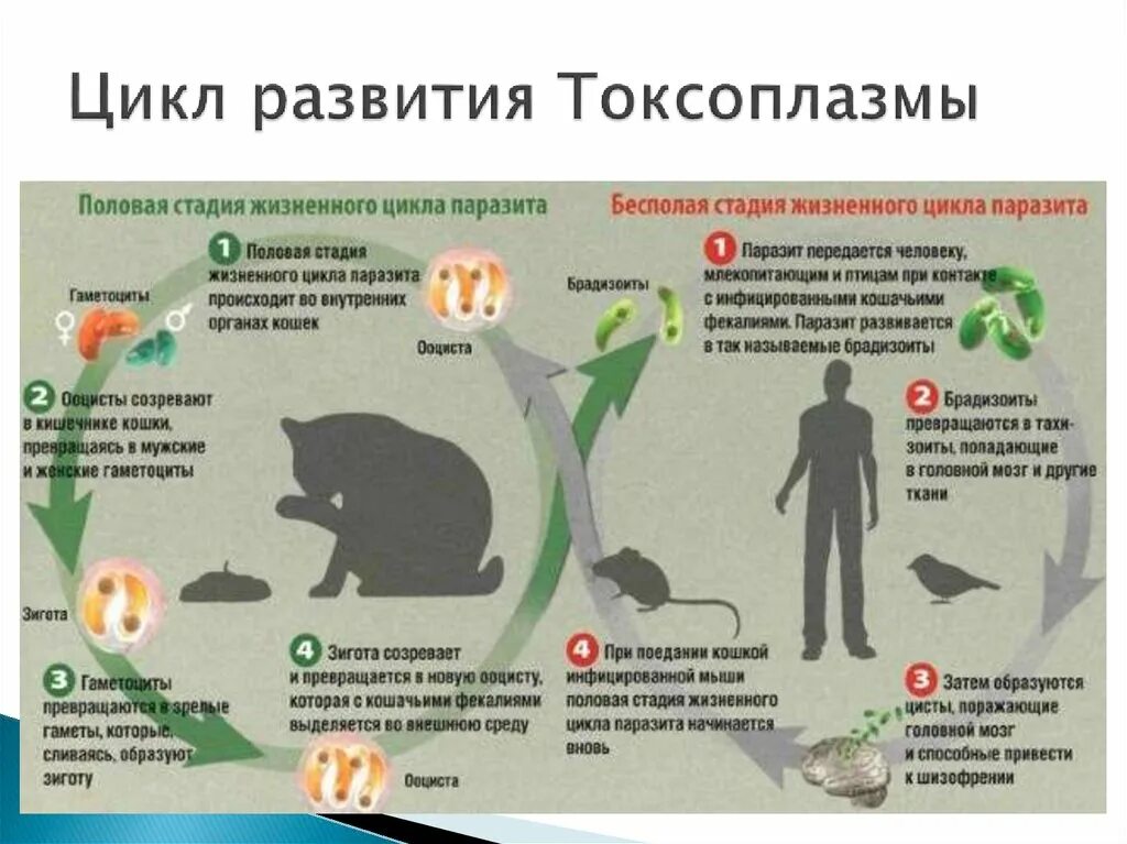 Токсоплазмоз кошек жизненный цикл. Токсоплазмоз цикл развития схема. Токсоплазма жизненный цикл схема. Токсоплазма цикл развития схема.