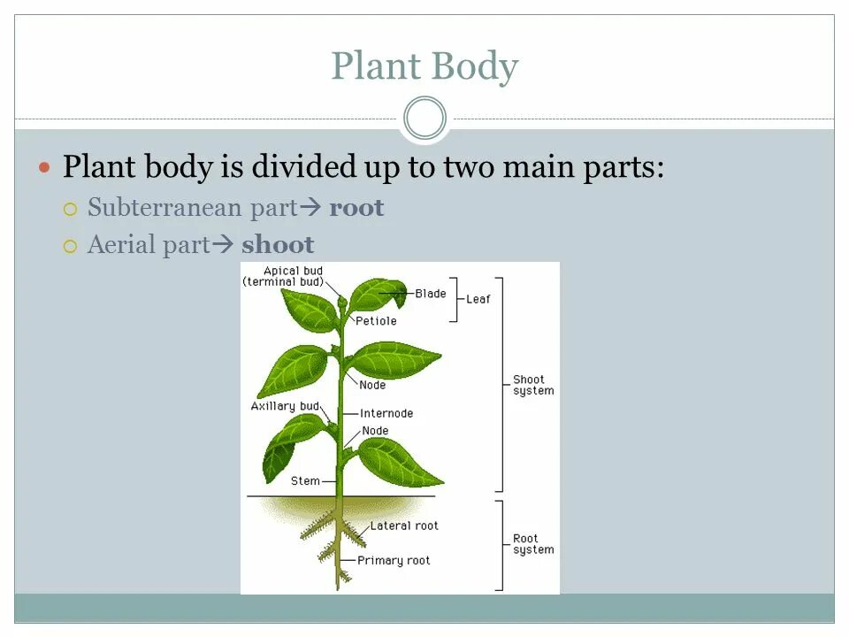Plants divided. Parts of a Plant. Plant body structures.
