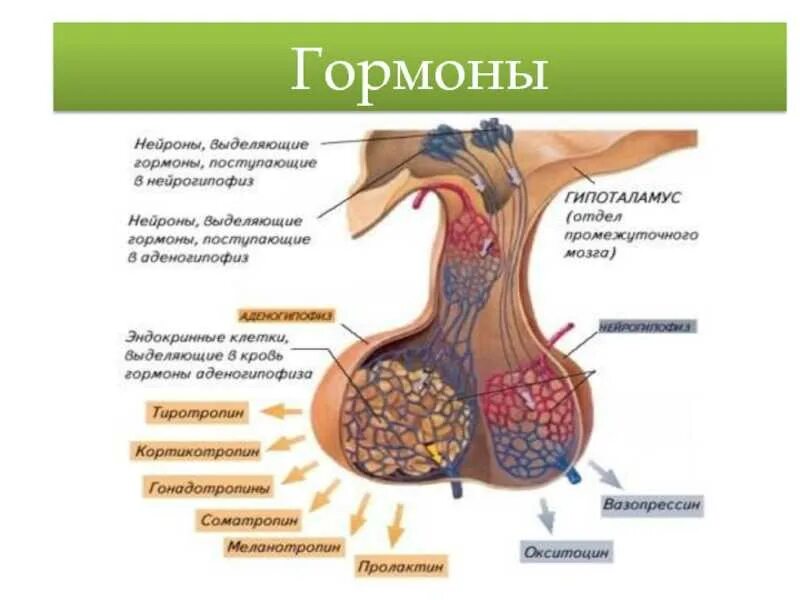 Гипофиз влияет на рост. Гормоны. Человеческие гормоны. Гормоны гипофиза биохимия. Гормоны картинки.