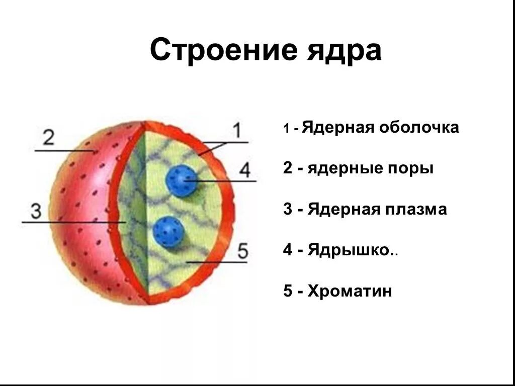 Как называется отверстие в оболочке ядра клетки. Строение ядра клетки биология 8 класс. Строение ядра клетки рисунок. Схема строения ядра клетки. Ядро и ядрышко строение.