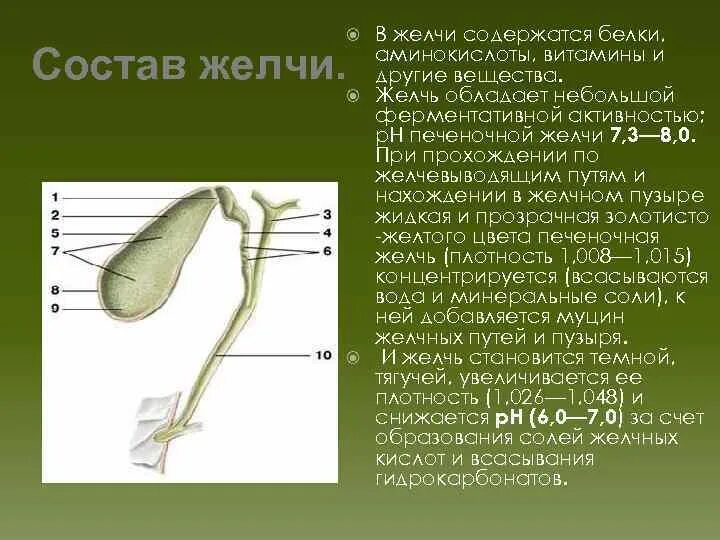 Состав желчи. Витамины для желчи. Витамин с и желчеотделение.