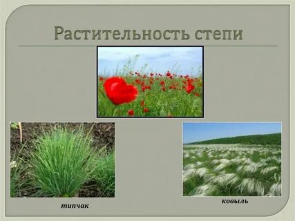 Какая растительность характерна для степей
