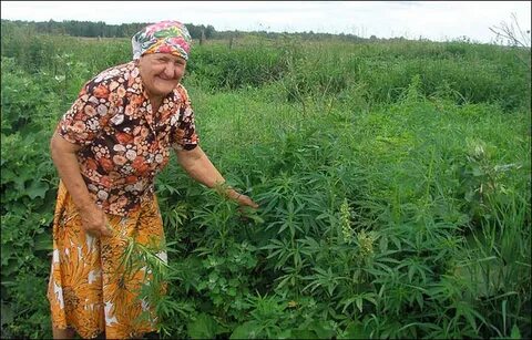 Бабушка трава