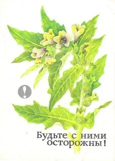 Лист белены