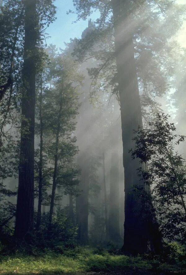 Dynamic forest
