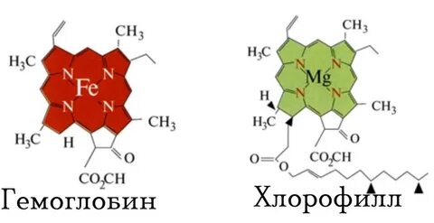 Гемоглобин и хлорофилл структура