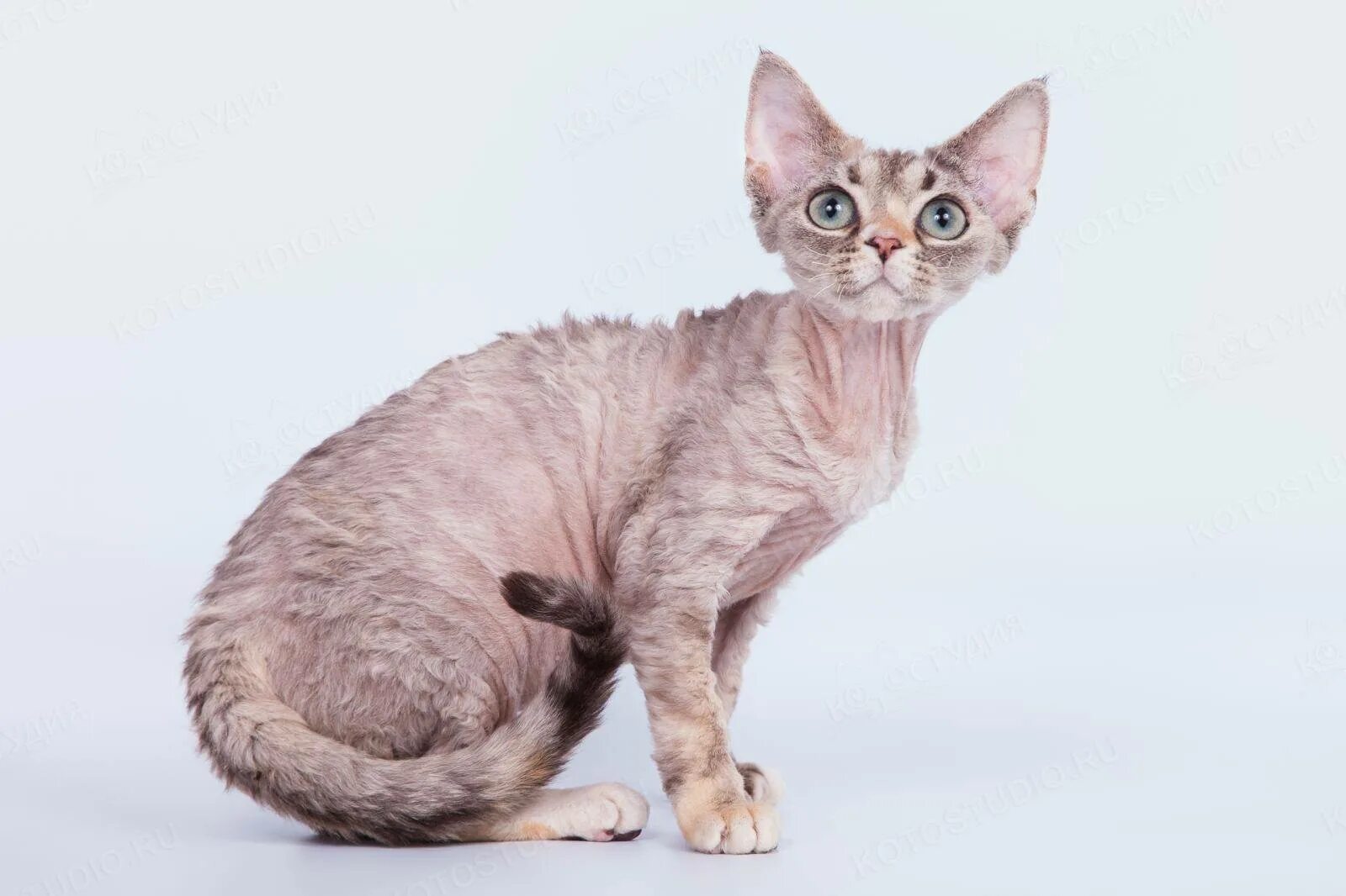 Дэвон рэкс. Девон рекс кот. Дэвон рэкс. Девон рекс кошка. Дэвон рэкс.