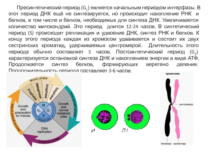 Какой набор в конце интерфазы. Схема интерфазы пресинтетический синтетический и постсинтетический. Синтетический период интерфазы набор хромосом. Синтетический период интерфазы митоза. Интерфаза 1 процессы.