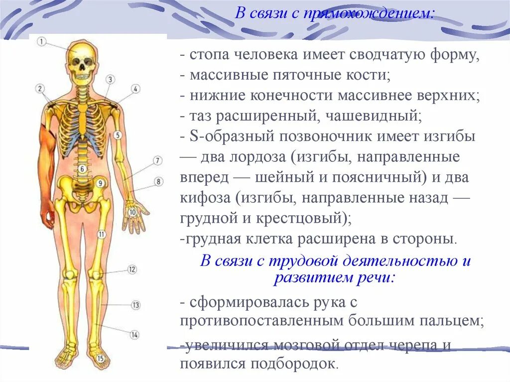 Признаки прямохождения у человека. В связи с прямохождением. Всвязи с прямохождением у человека. Связь с прямохождением стопа.